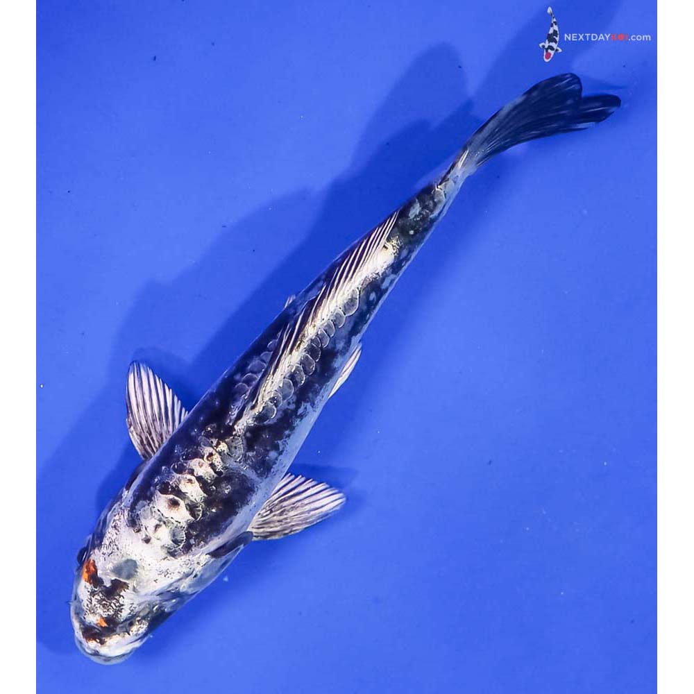 5” Imported Kin Kikokuryu