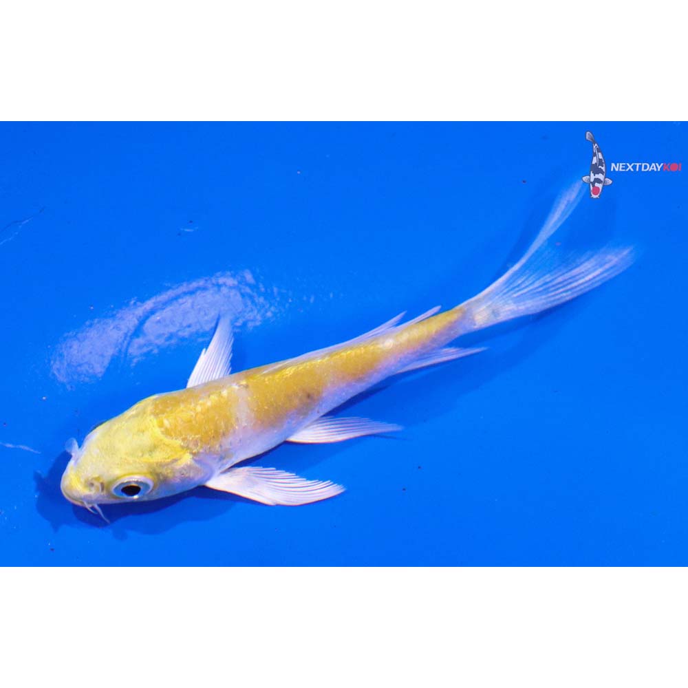 3” Imported Lemon Hariwake Butterfly Koi