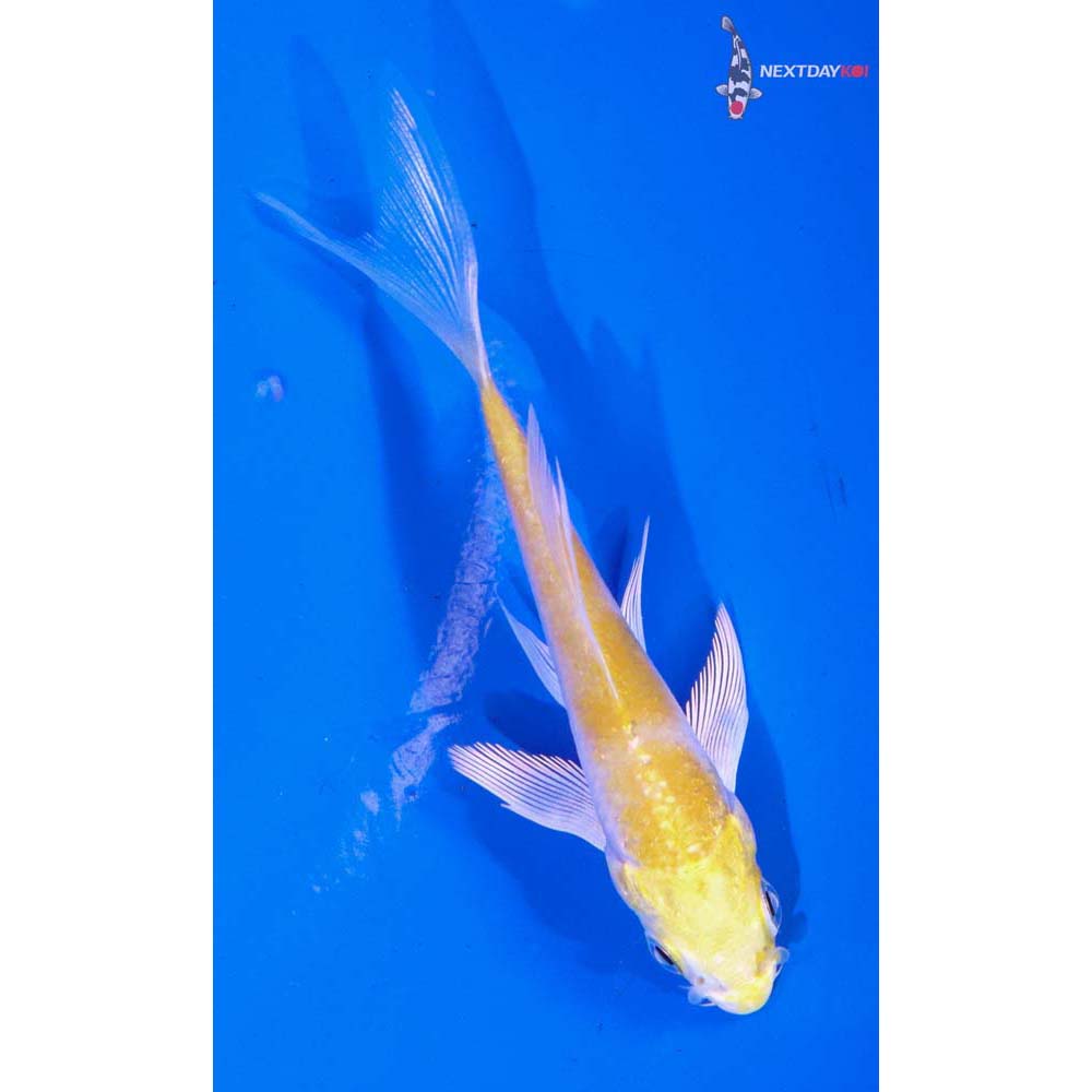 3” Imported Lemon Hariwake Butterfly Koi