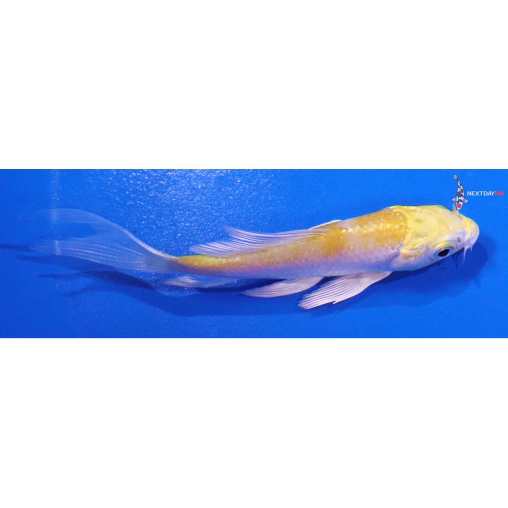 3” Imported Lemon Hariwake Butterfly Koi