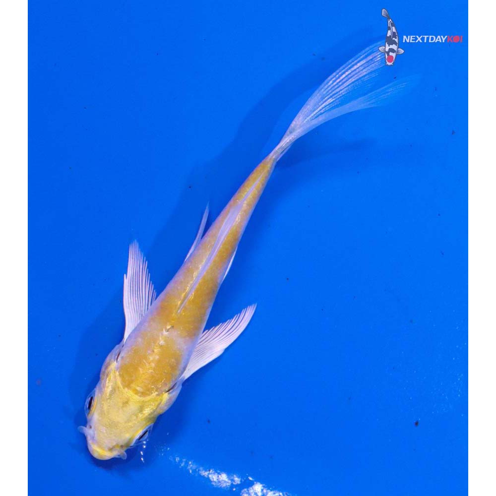 3” Imported Lemon Hariwake Butterfly Koi