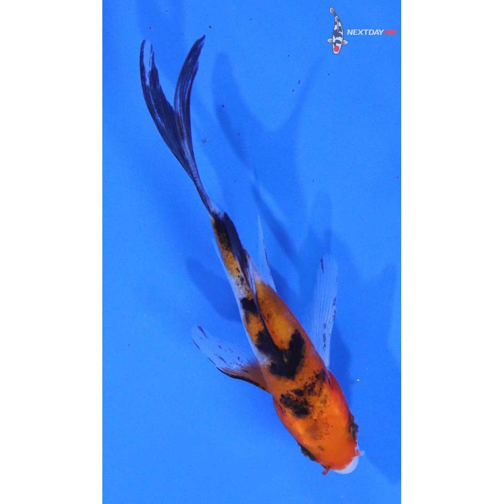3.5” Imported Sanke Butterfly Koi