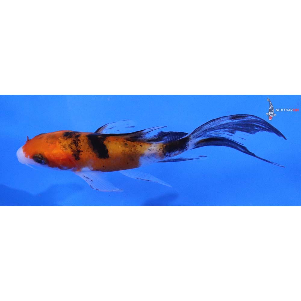 3.5” Imported Sanke Butterfly Koi