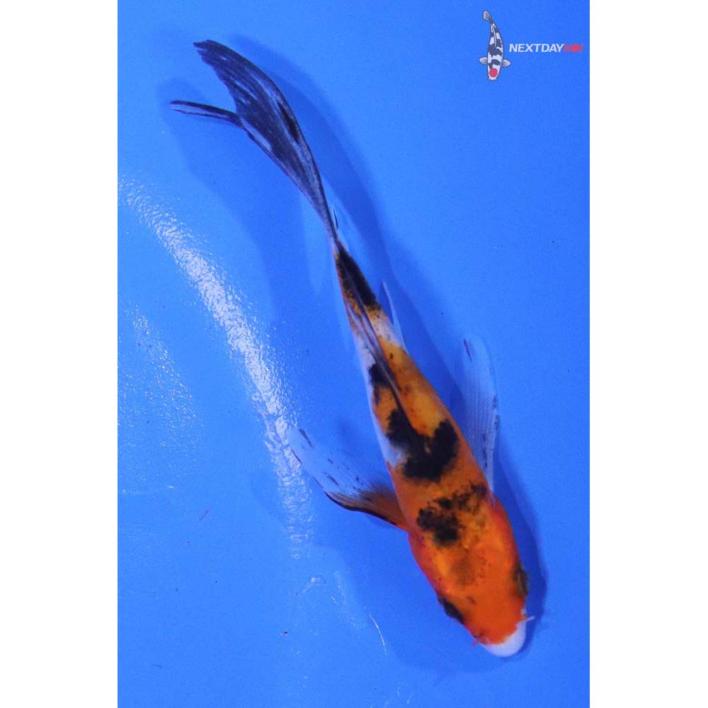 3.5” Imported Sanke Butterfly Koi