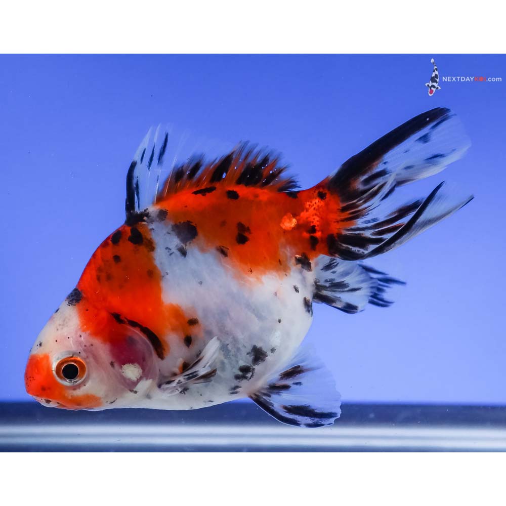 3.5” Imported Male Calico Ryukin