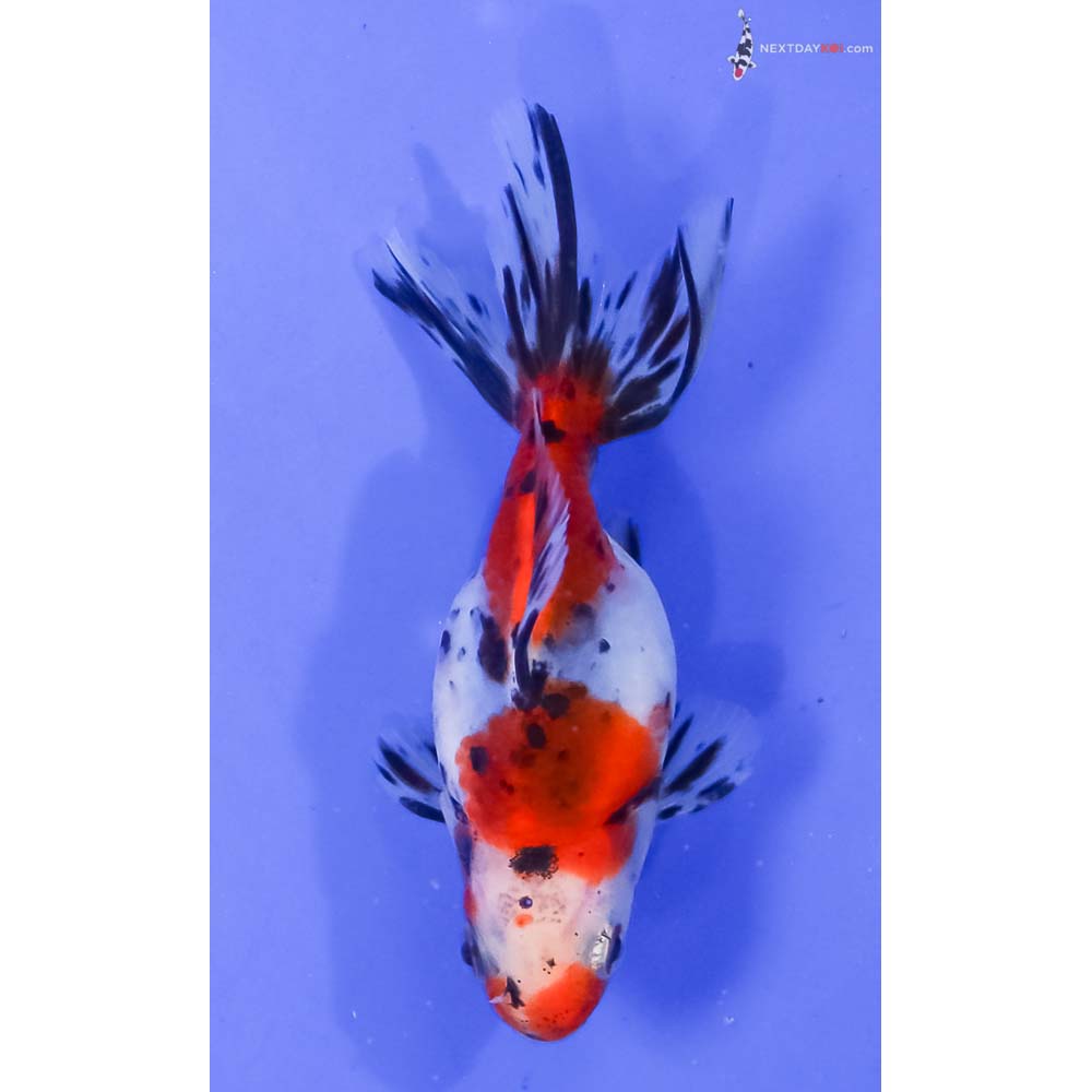 3.5” Imported Male Calico Ryukin