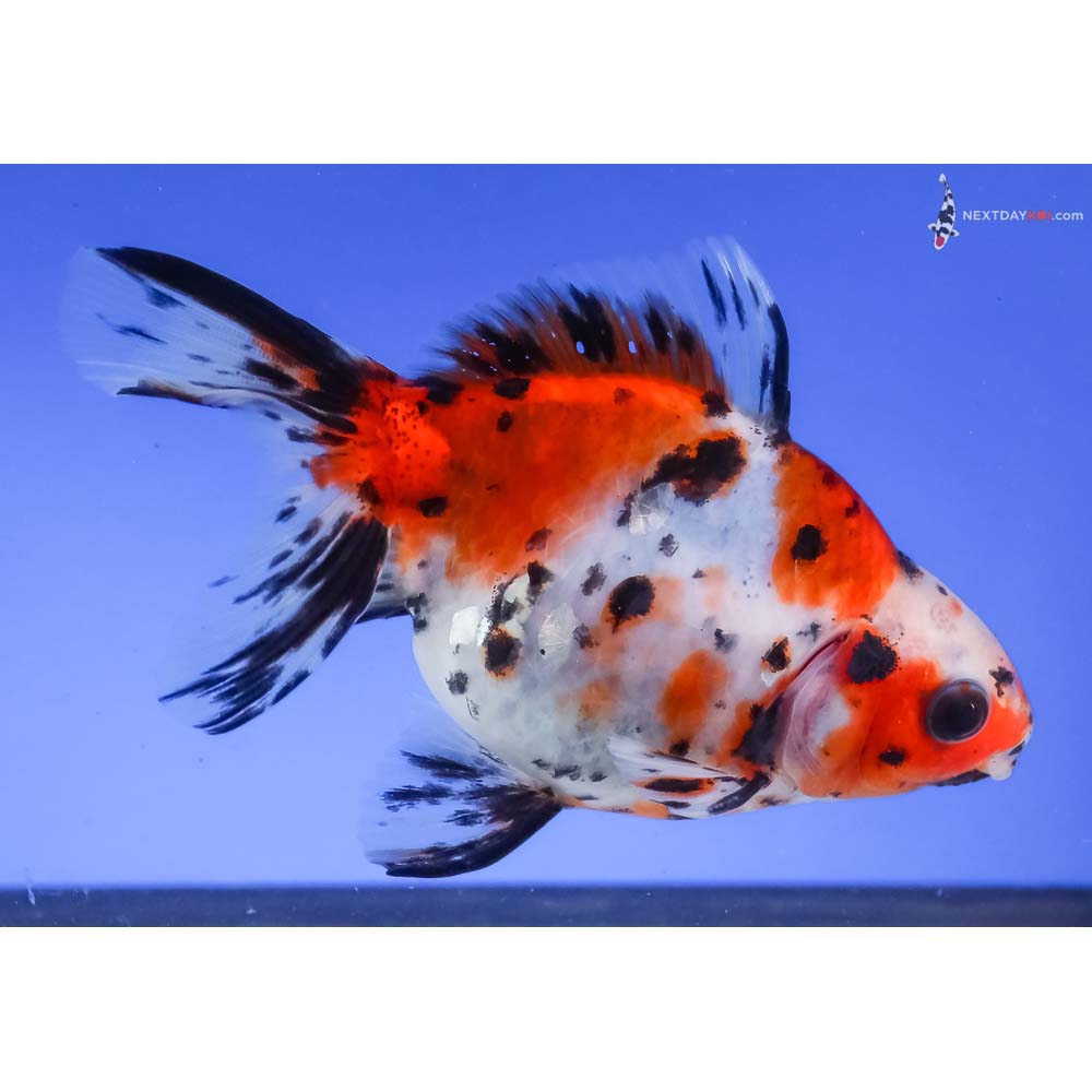 3.5” Imported Male Calico Ryukin