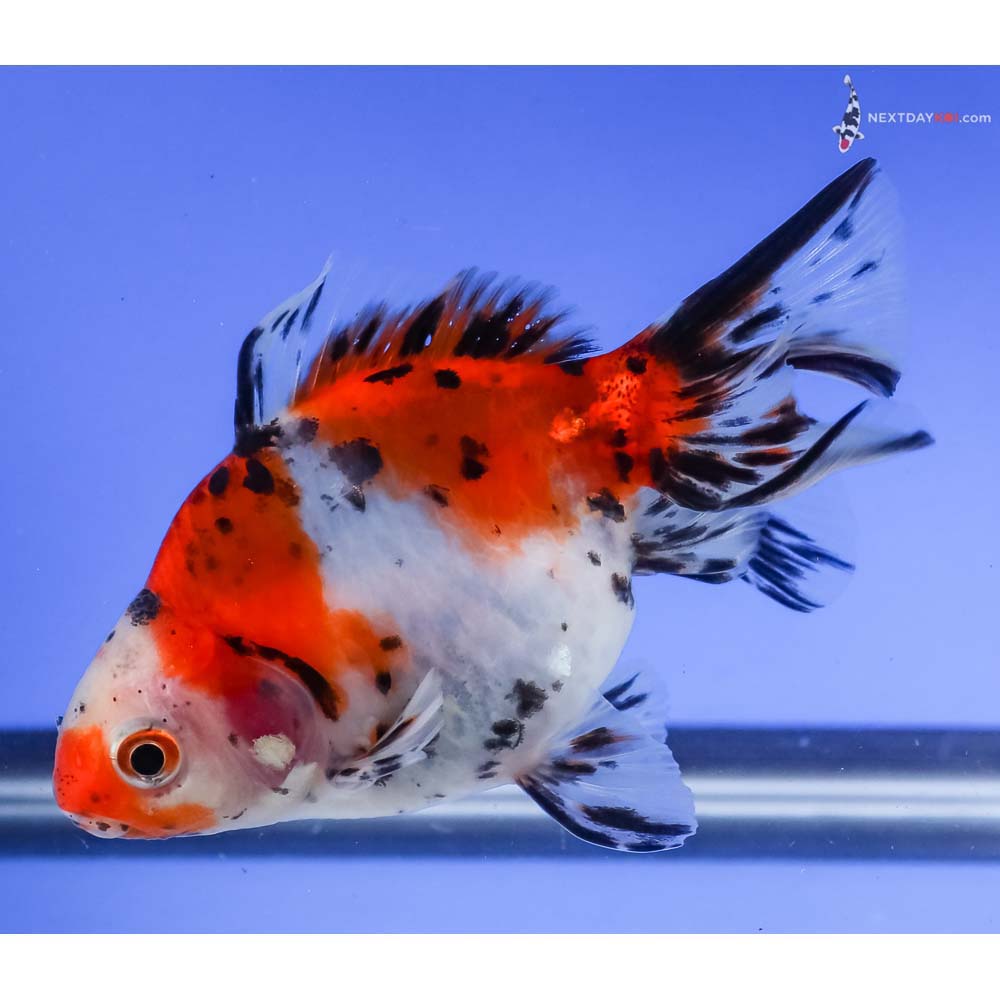 3.5” Imported Male Calico Ryukin