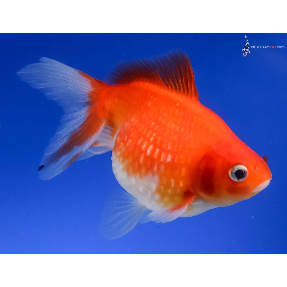 4” Imported Red and White Pearlscale