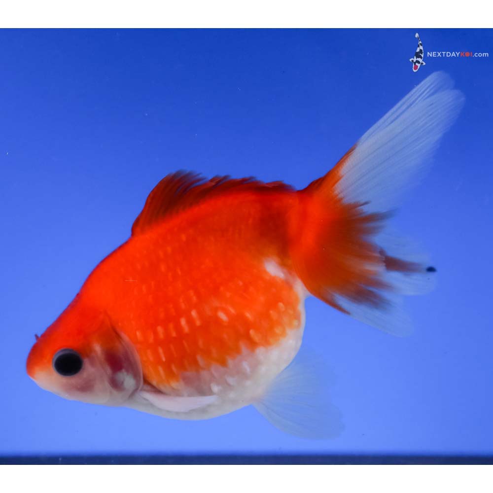 4” Imported Red and White Pearlscale