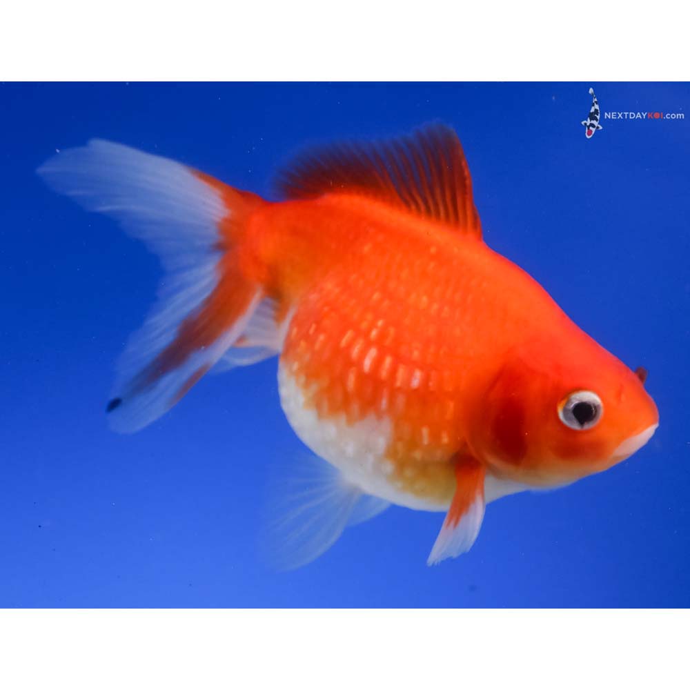 4” Imported Red and White Pearlscale