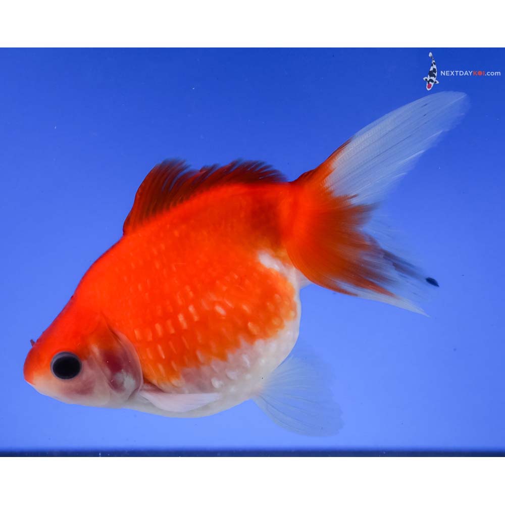 4” Imported Red and White Pearlscale