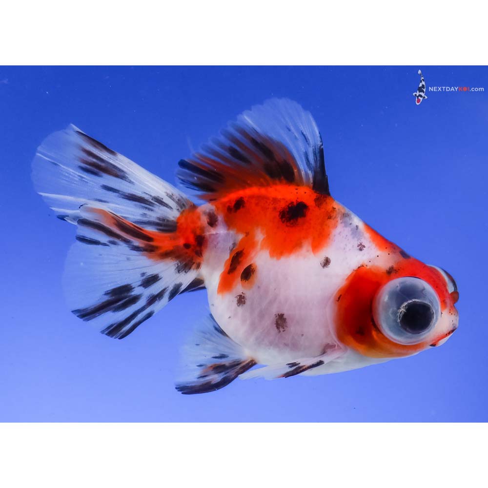 4” Imported Calico Butterfly Tail