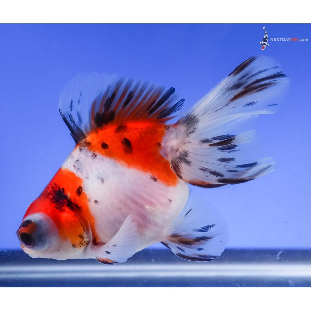 4” Imported Calico Butterfly Tail