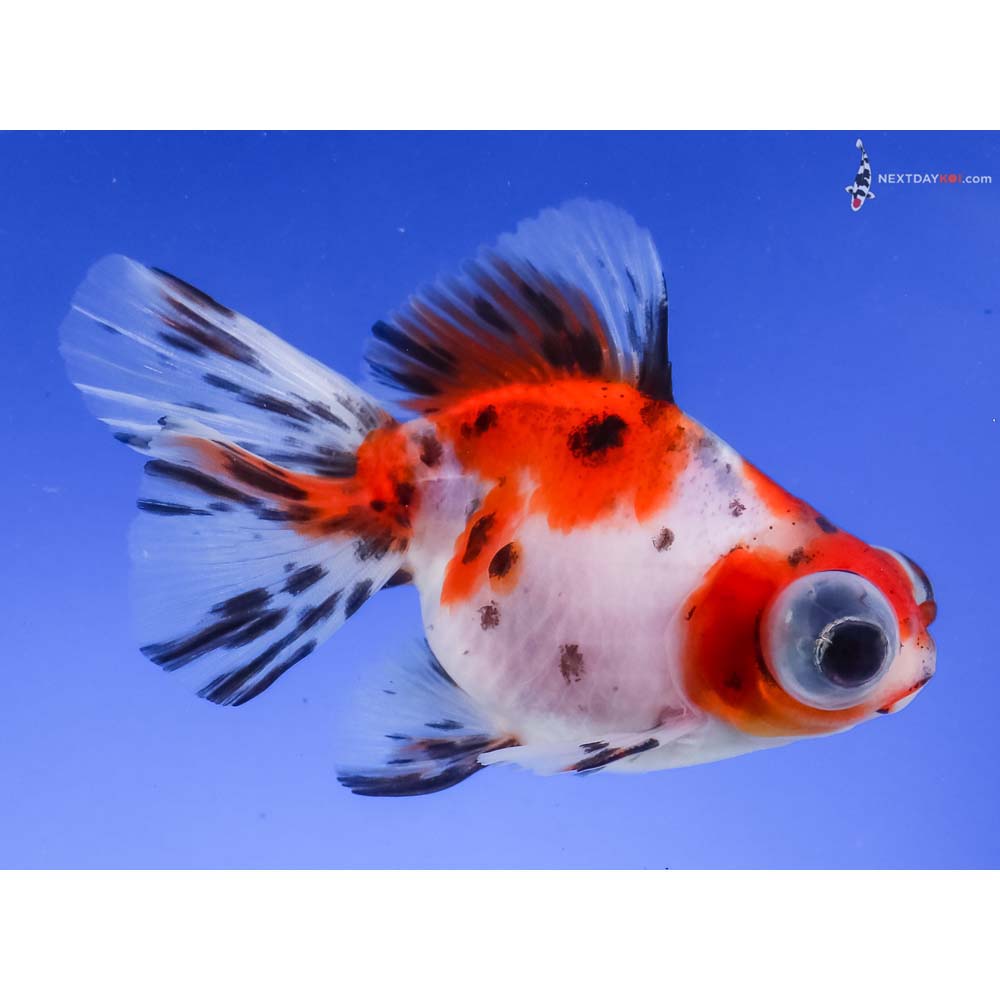 4” Imported Calico Butterfly Tail