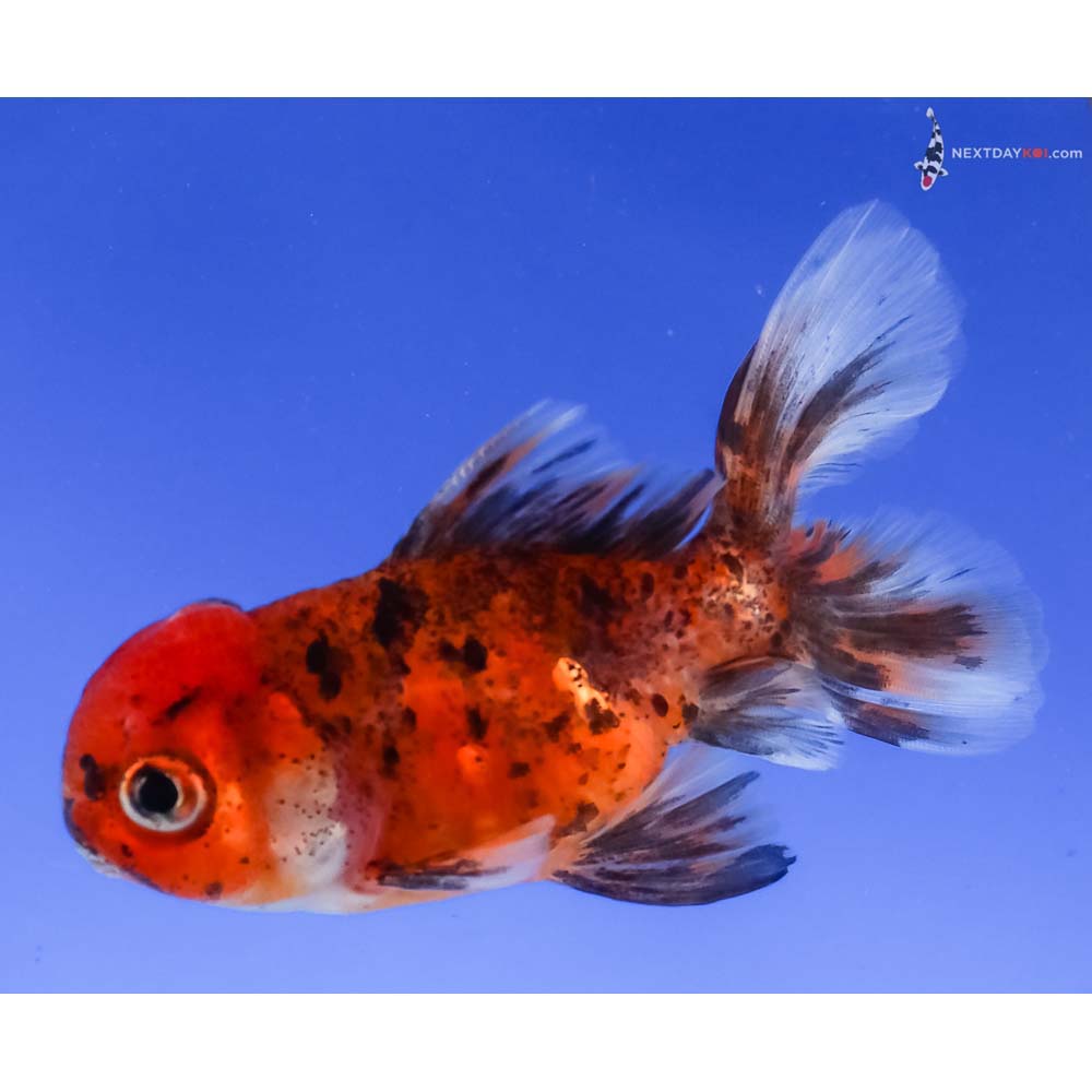 3” Imported Calico Oranda