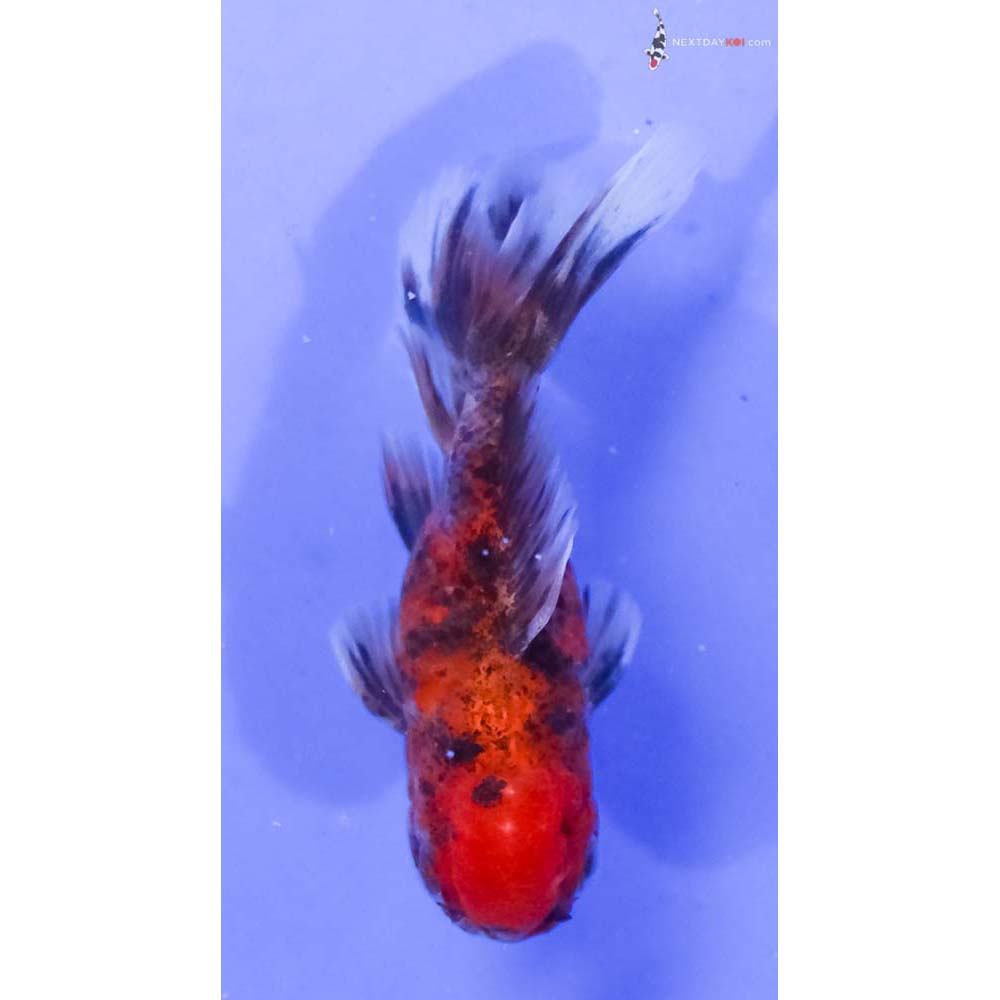 3” Imported Calico Oranda