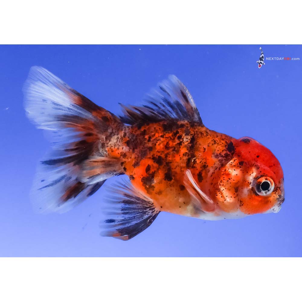 3” Imported Calico Oranda