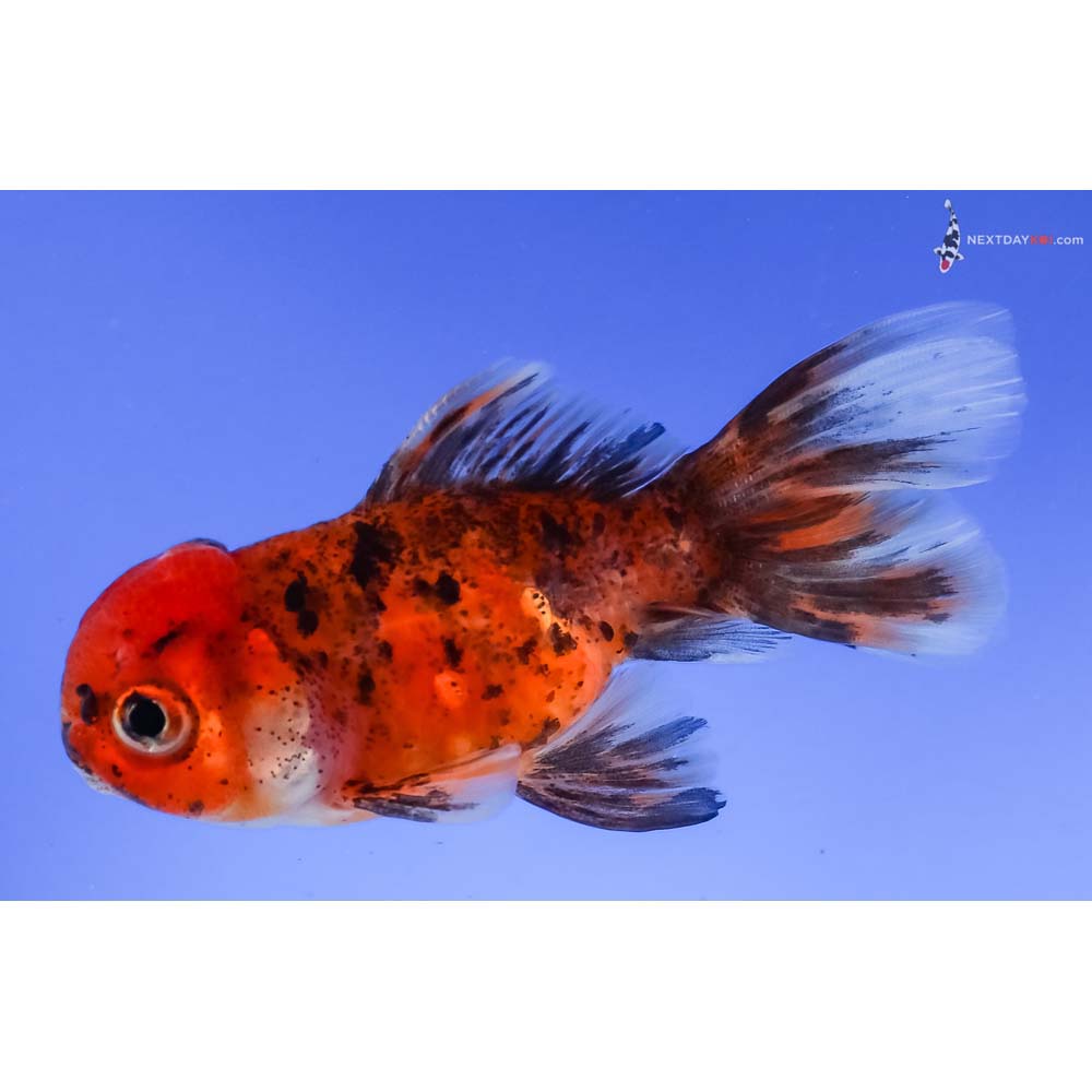 3” Imported Calico Oranda
