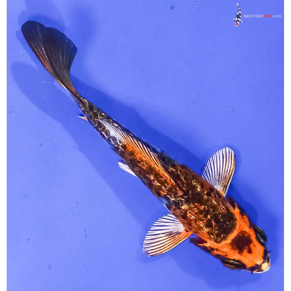 3.5” Imported Gin Rin Armor Scaled Kujaku