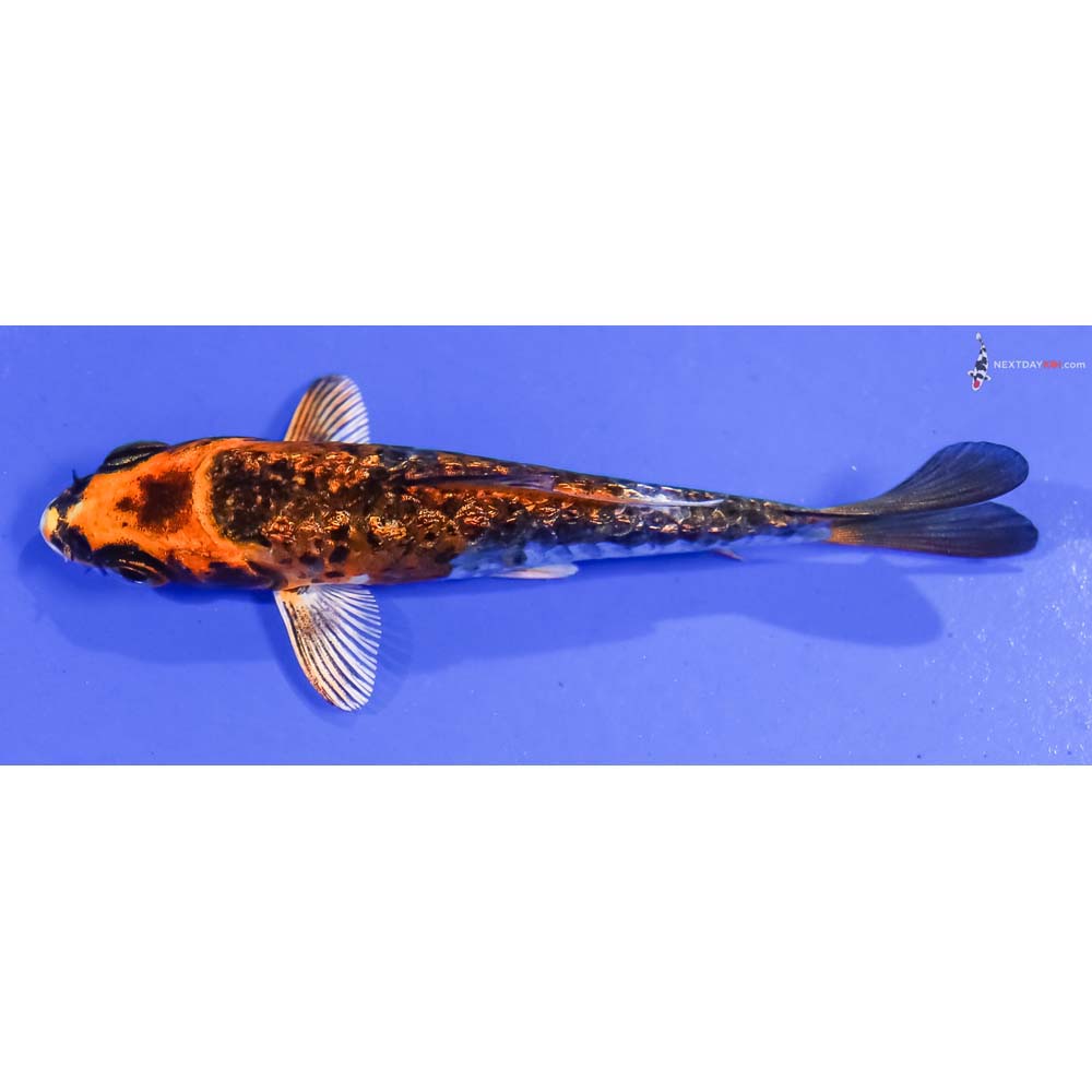 3.5” Imported Gin Rin Armor Scaled Kujaku