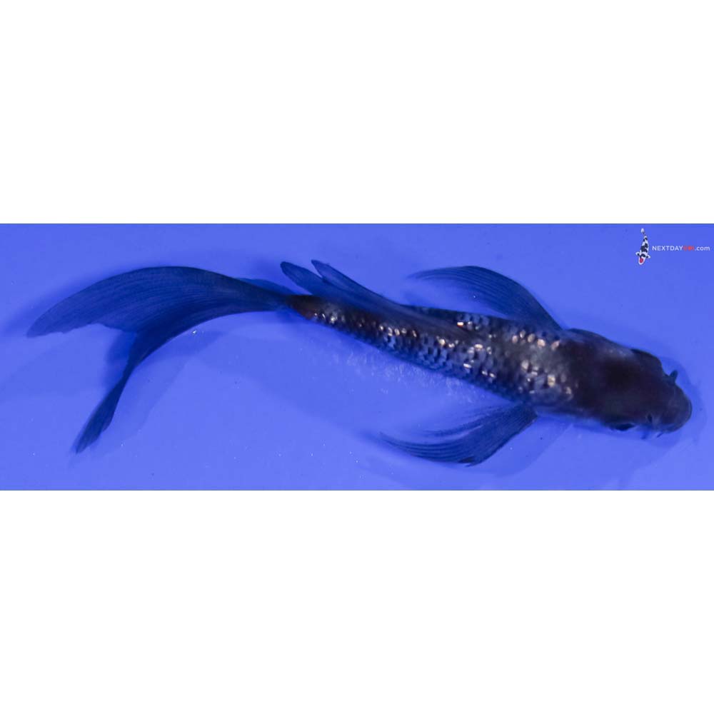 4” Imported Gin Rin Shiro Utsuri Butterfly Koi