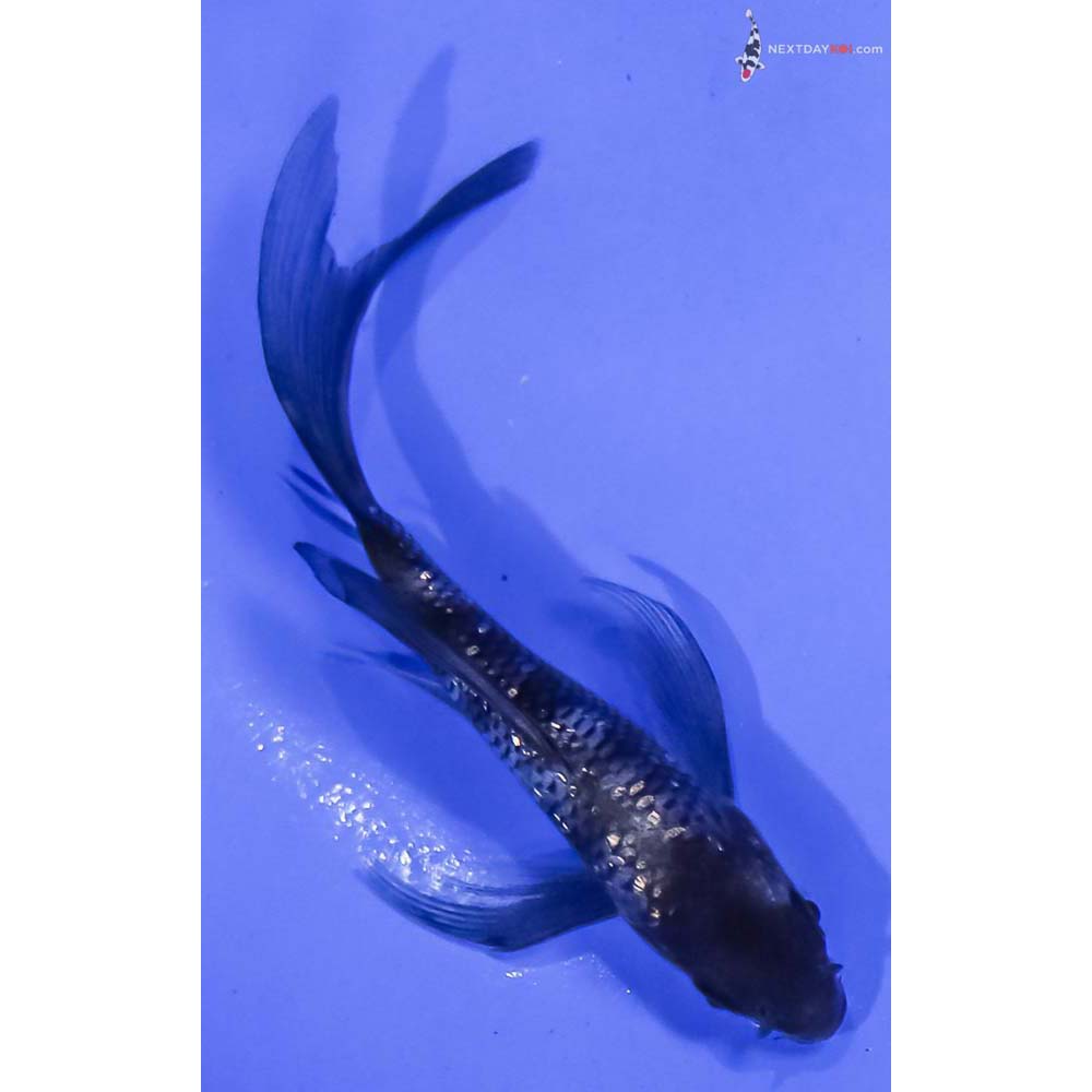4” Imported Gin Rin Shiro Utsuri Butterfly Koi