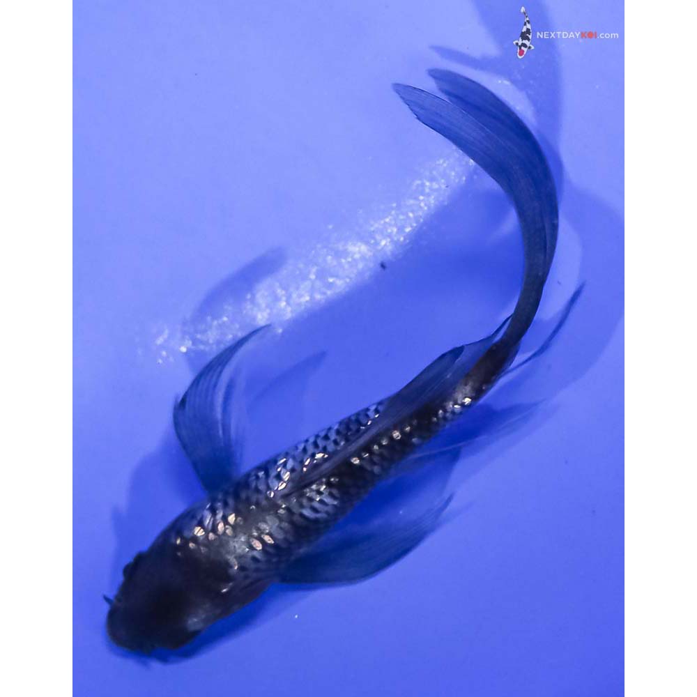4” Imported Gin Rin Shiro Utsuri Butterfly Koi