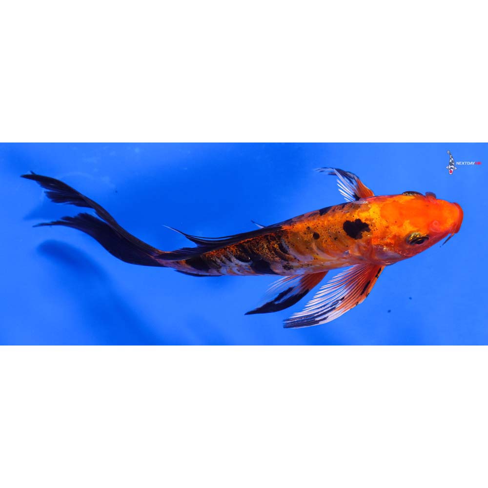 6” Imported Doitsu Kin Aka Bekko Butterfly Koi
