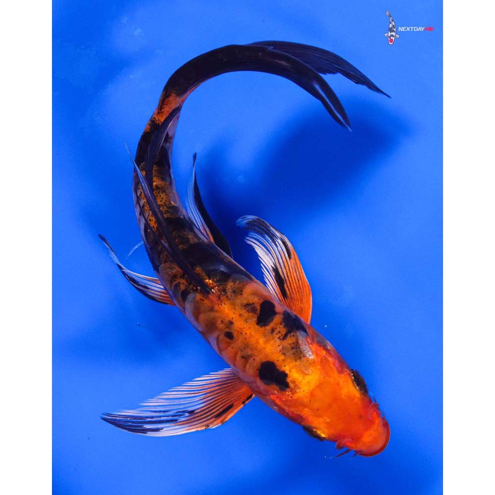 6” Imported Doitsu Kin Aka Bekko Butterfly Koi