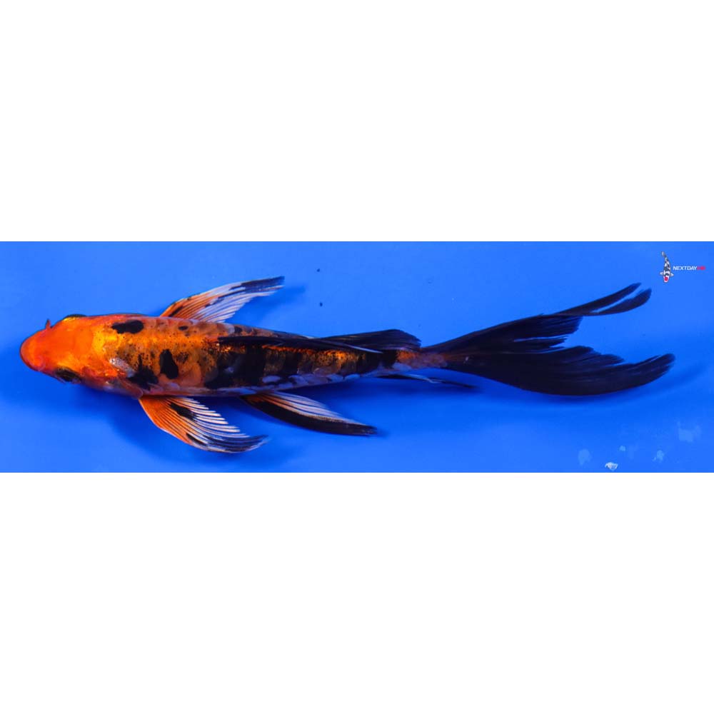 6” Imported Doitsu Kin Aka Bekko Butterfly Koi