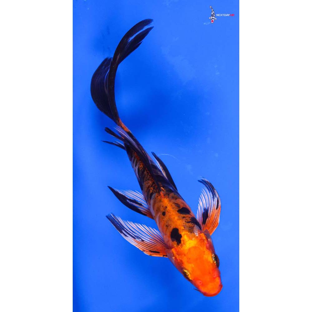 6” Imported Doitsu Kin Aka Bekko Butterfly Koi