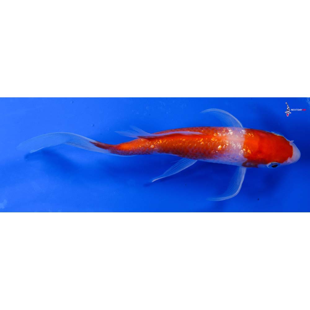 5.5” Imported Gin Rin Kohaku Butterfly Koi