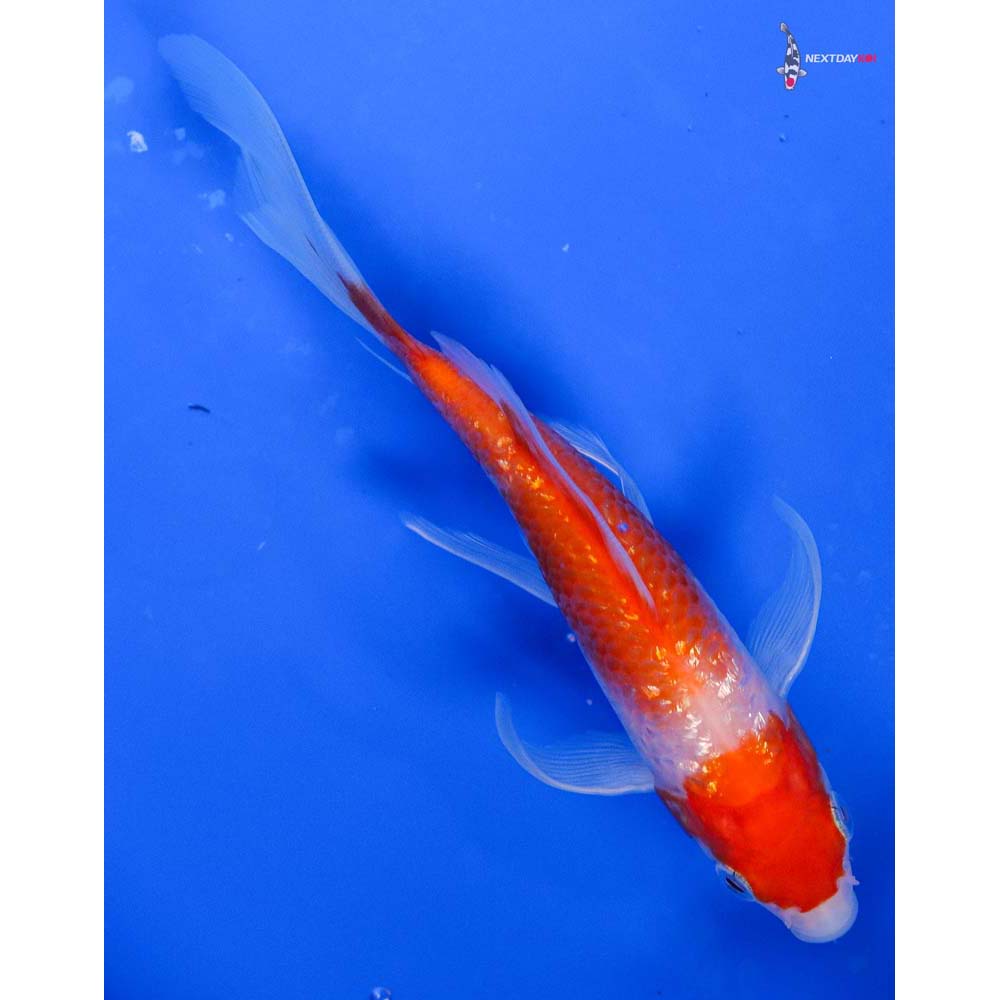 5.5” Imported Gin Rin Kohaku Butterfly Koi