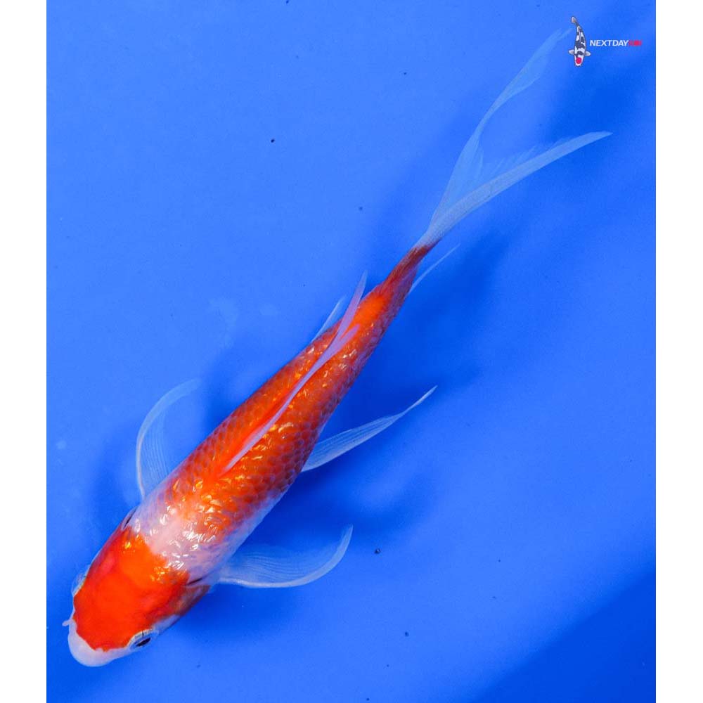 5.5” Imported Gin Rin Kohaku Butterfly Koi
