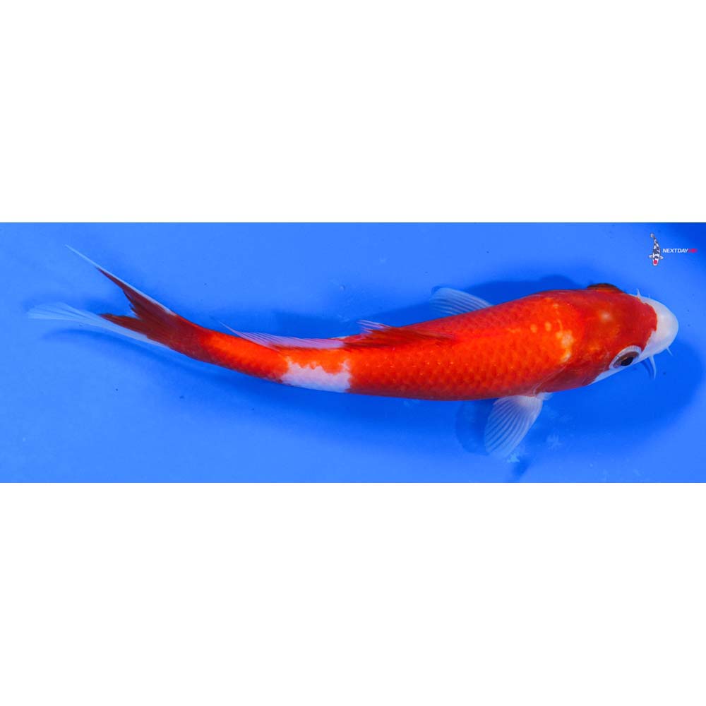 7.5” Imported Kohaku