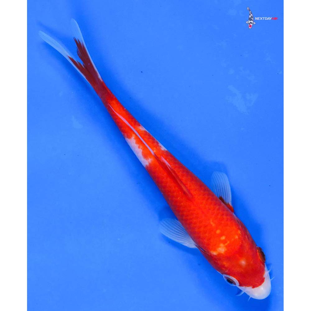 7.5” Imported Kohaku