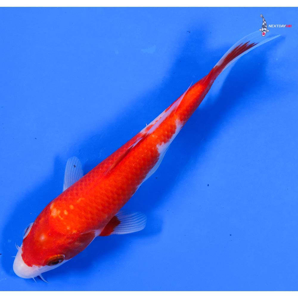 7.5” Imported Kohaku