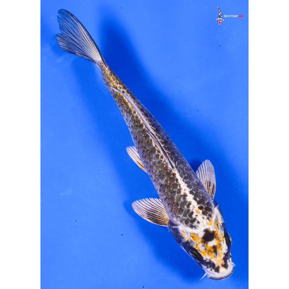 8” Imported Kujaku