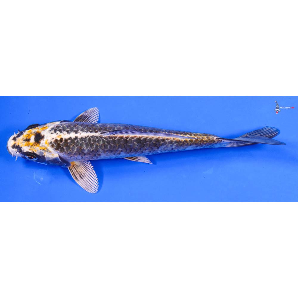 8” Imported Kujaku