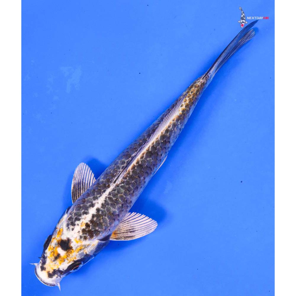 8” Imported Kujaku