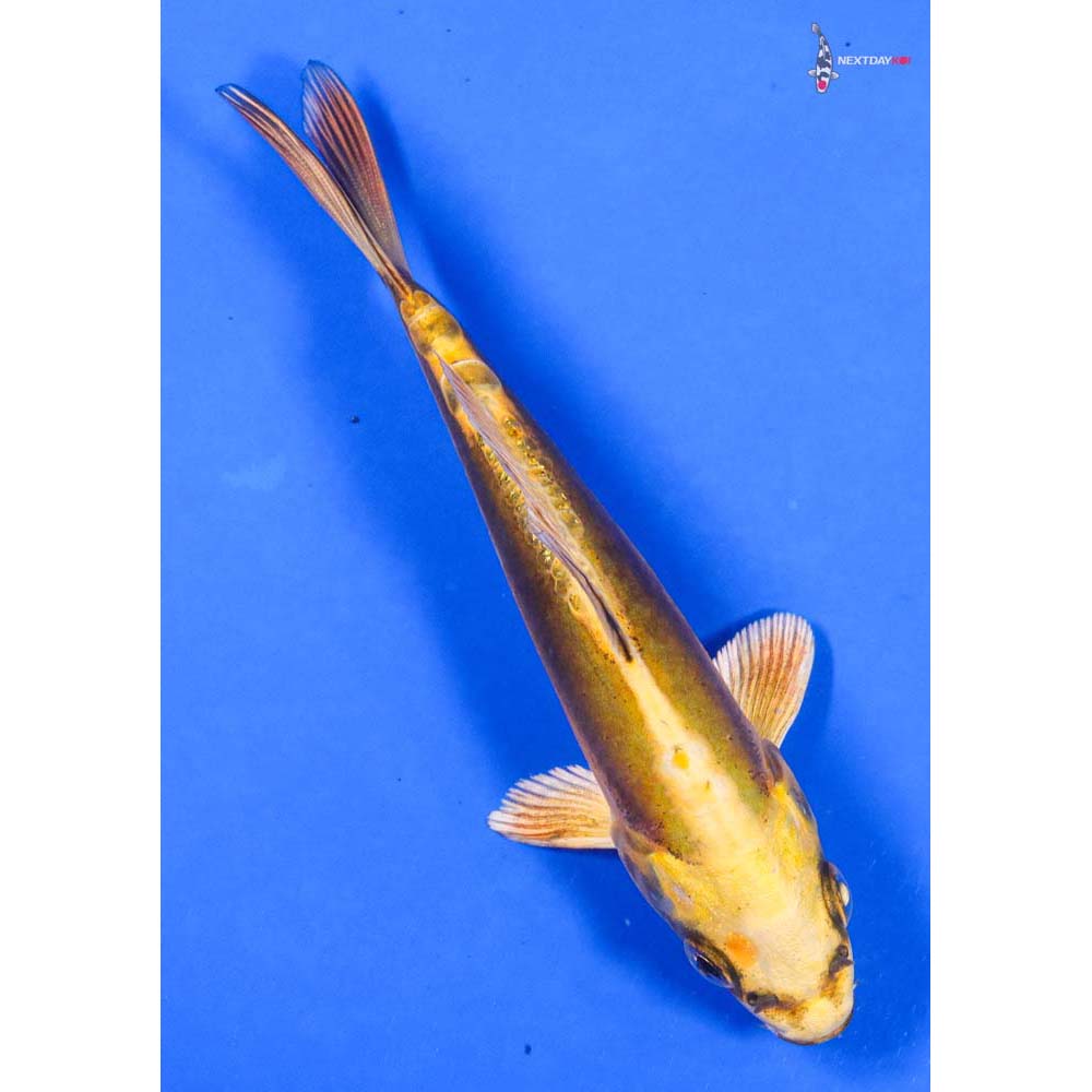 5.5” Imported Kin Kikokuryu