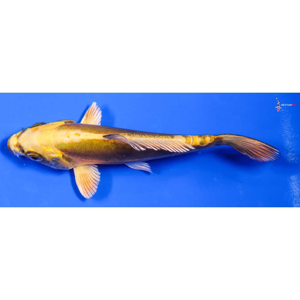5.5” Imported Kin Kikokuryu