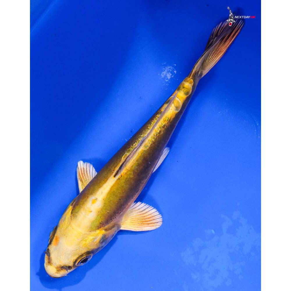 5.5” Imported Kin Kikokuryu
