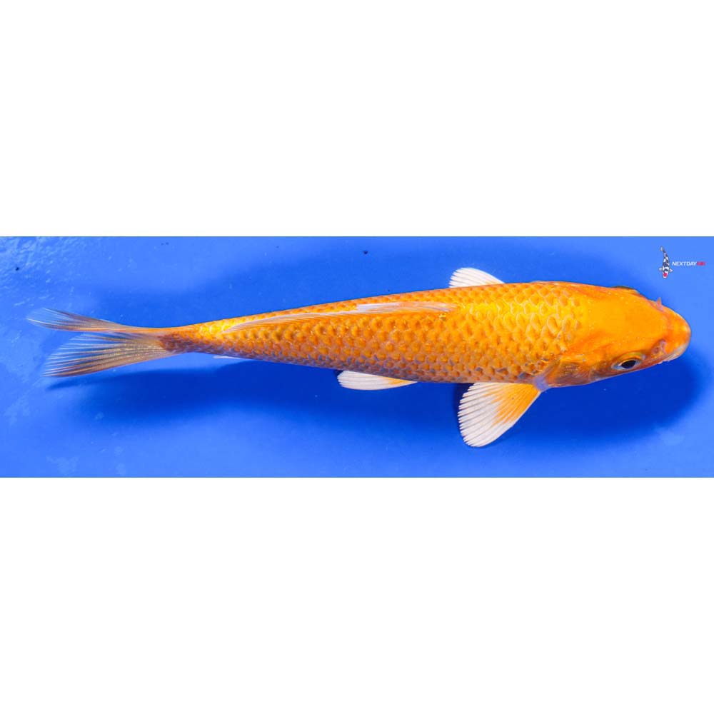 6” Imported Yamabuki Ogon