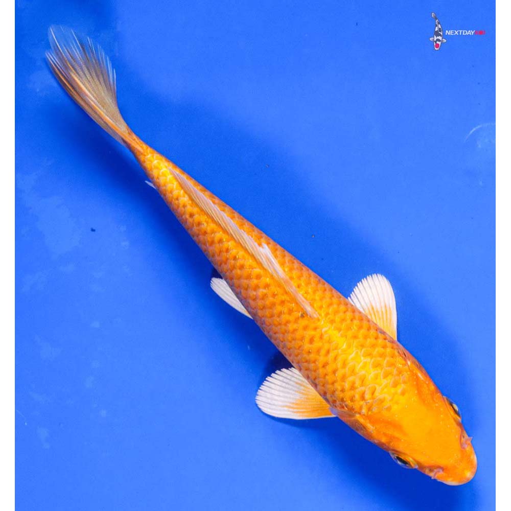 6” Imported Yamabuki Ogon