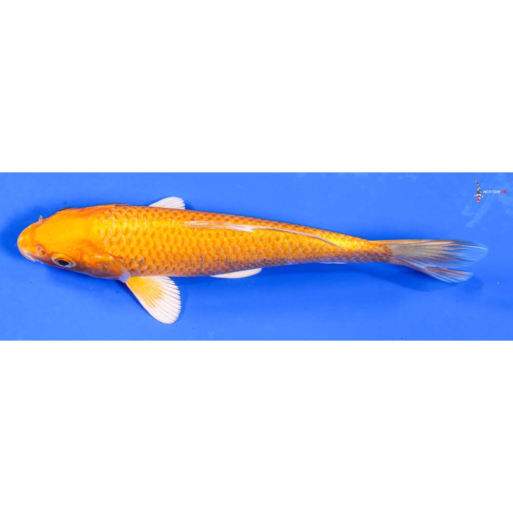 6” Imported Yamabuki Ogon