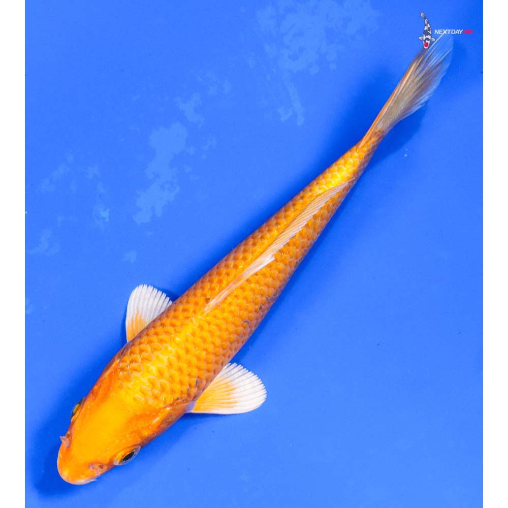 6” Imported Yamabuki Ogon