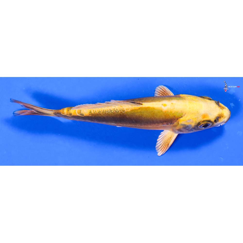 5.5” Imported Kin Kikokuryu