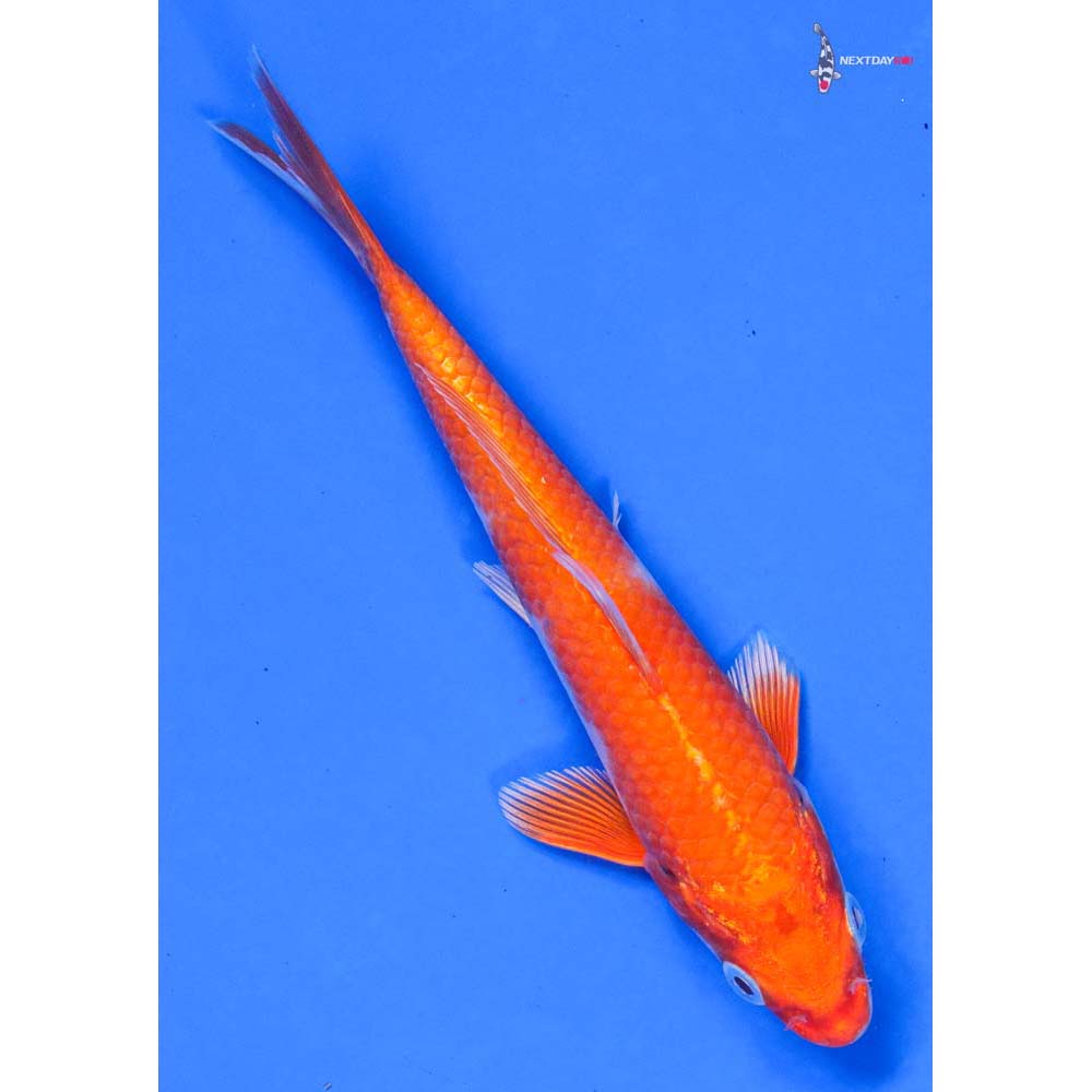 6” Imported Hariwake